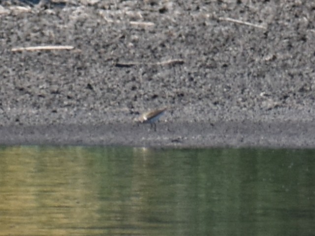 Spotted Sandpiper - Bill Hubbard