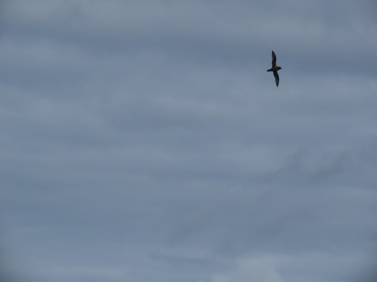 Kerguelen Petrel - Ursula  Mitra