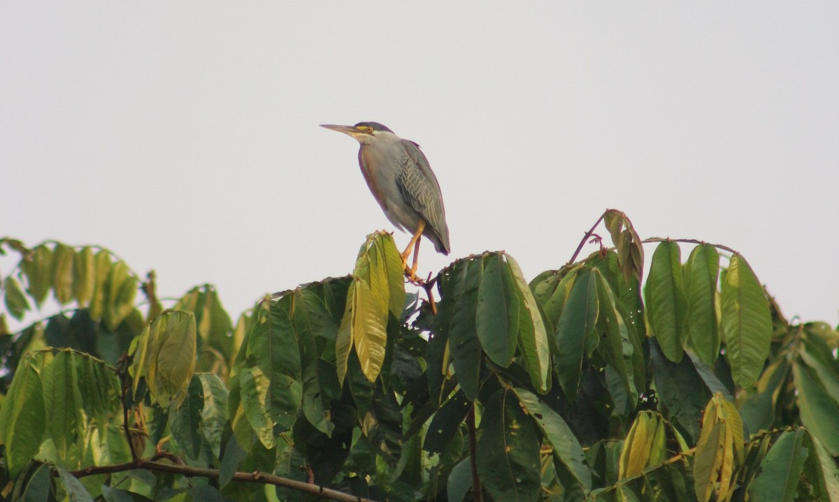 Striated Heron - ML621460006