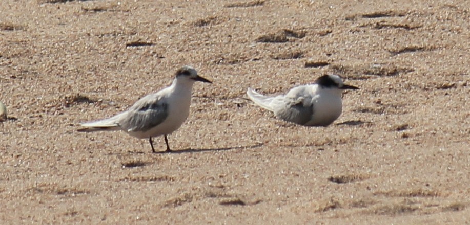 Common Tern - ML621460020