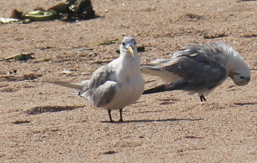 Great Crested Tern - ML621460022