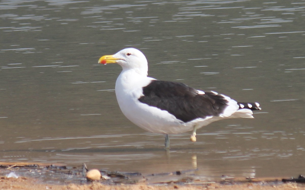 Kelp Gull - ML621460025