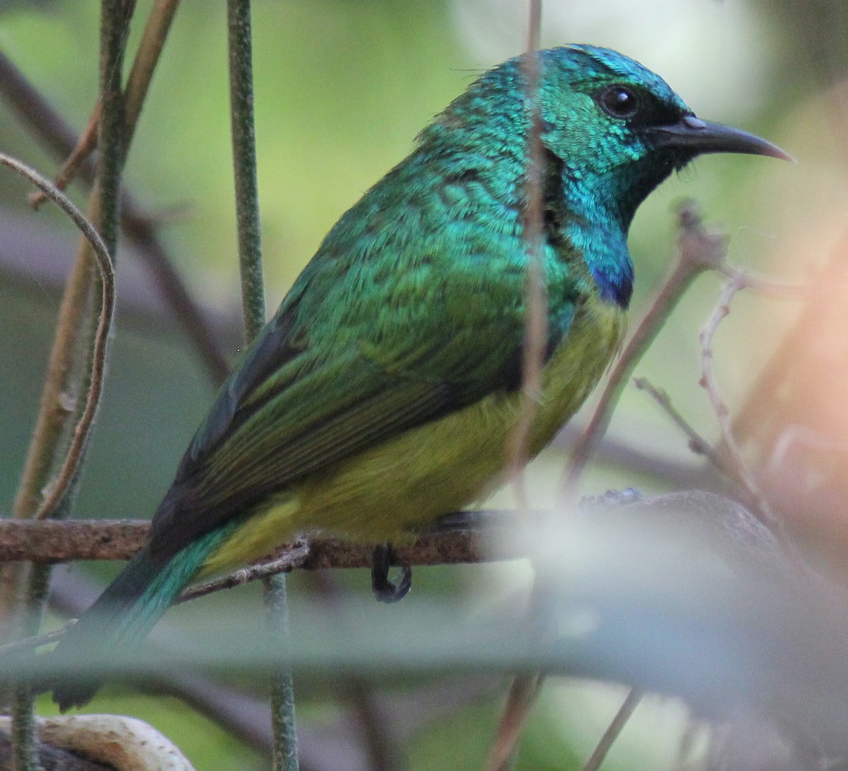 Collared Sunbird - ML621460034