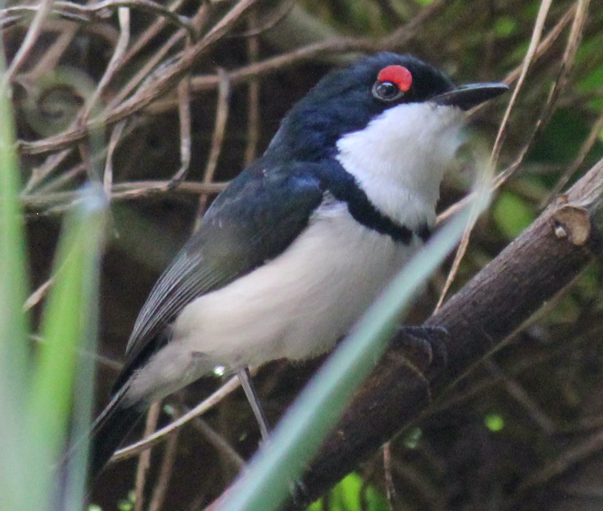 Black-throated Wattle-eye - ML621460036