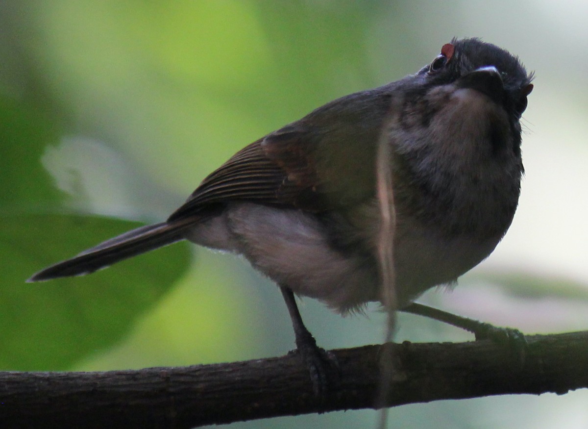 Black-throated Wattle-eye - ML621460037