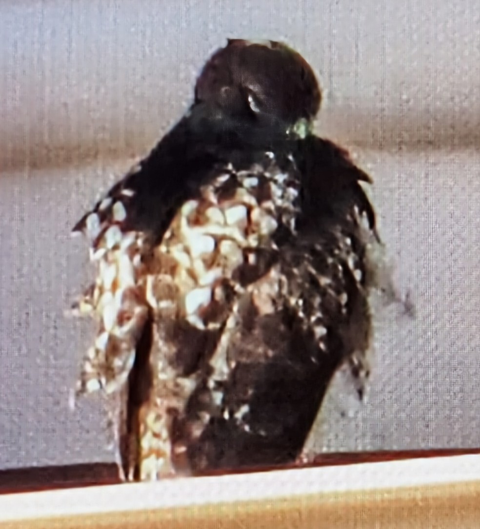 Ebird checklist 12 jul 2024 el paso county dmv colorado springs