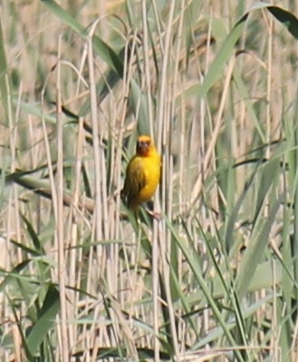 African Golden-Weaver - Ian McCutcheon