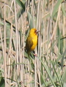 African Golden-Weaver - ML621460130