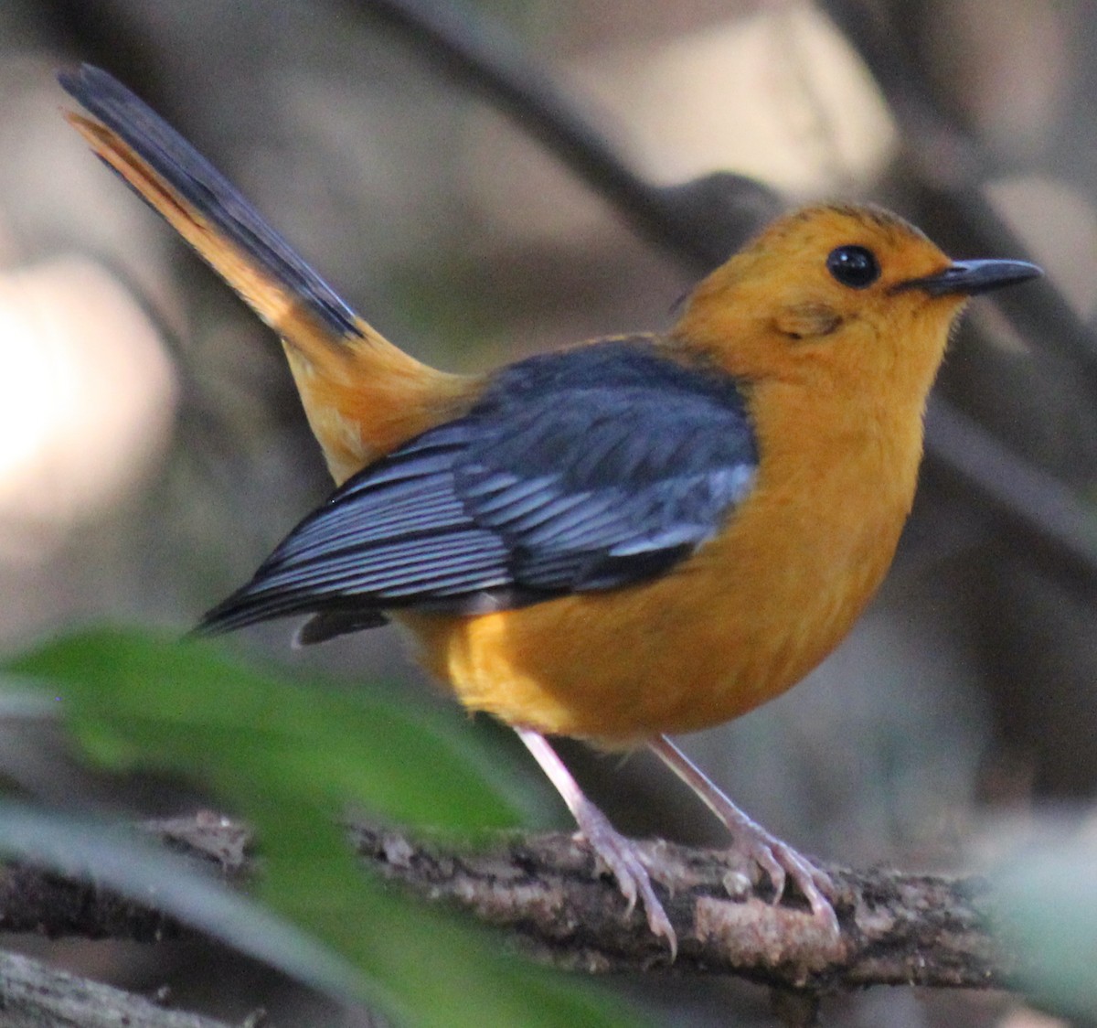 Red-capped Robin-Chat - ML621460138