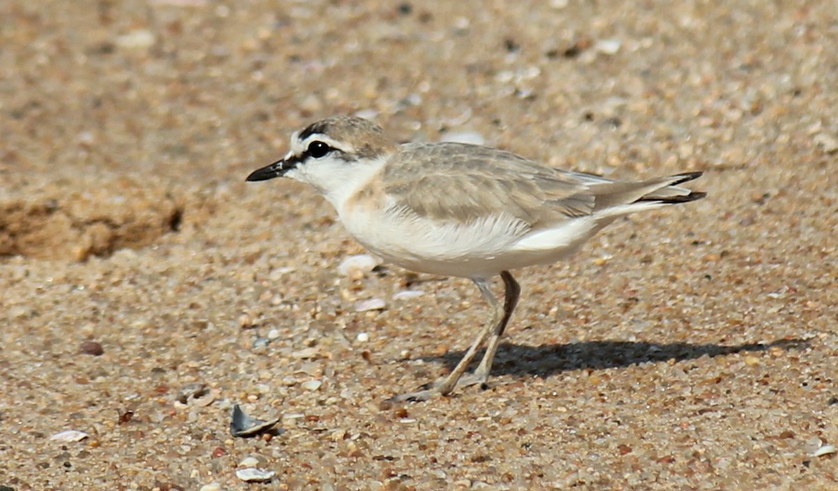 White-fronted Plover - ML621460153