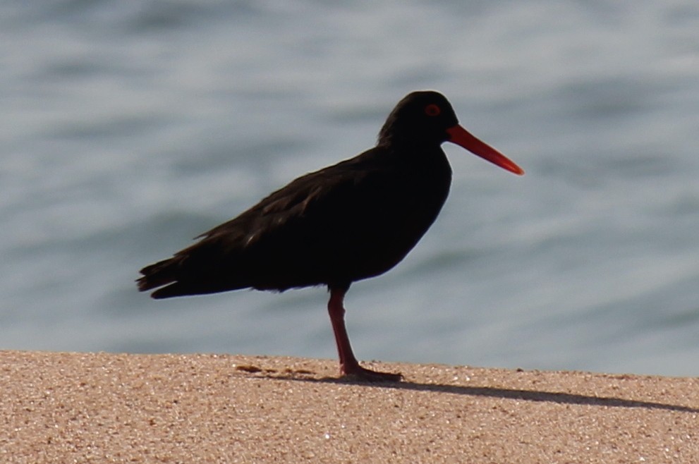 African Oystercatcher - ML621460155