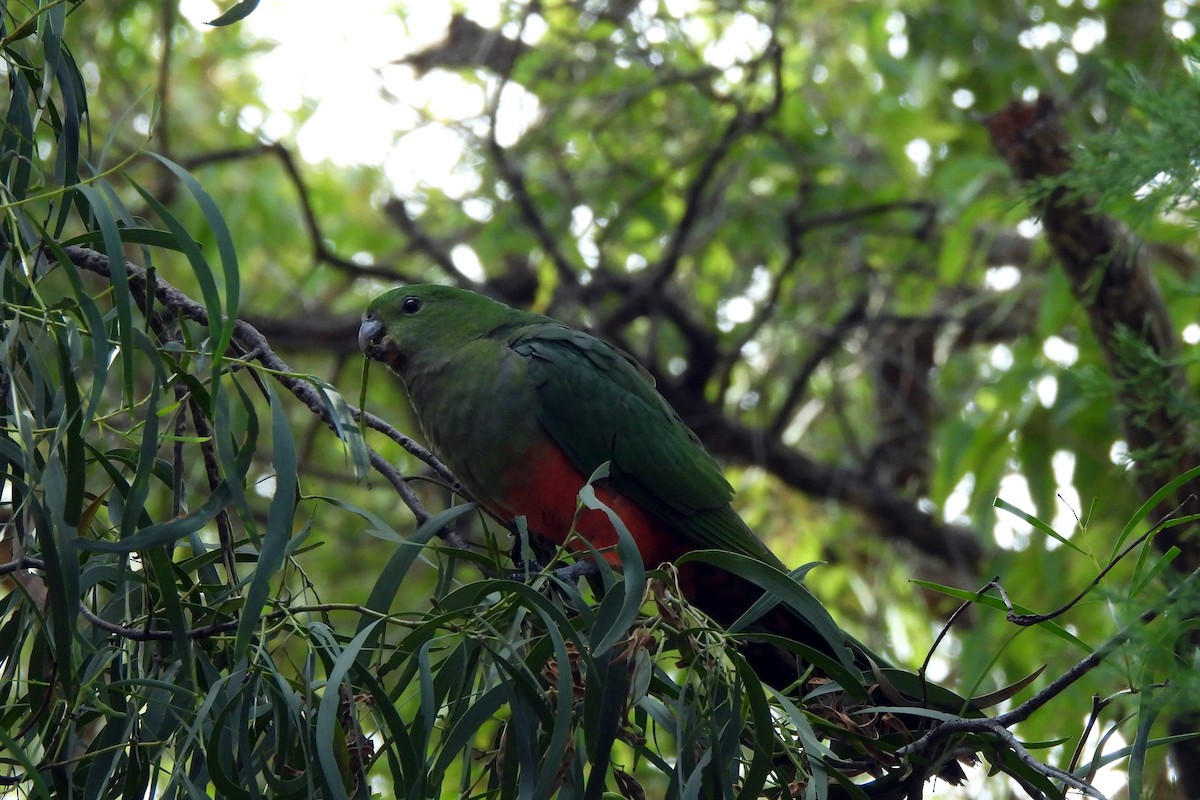 Australian King-Parrot - ML621460183