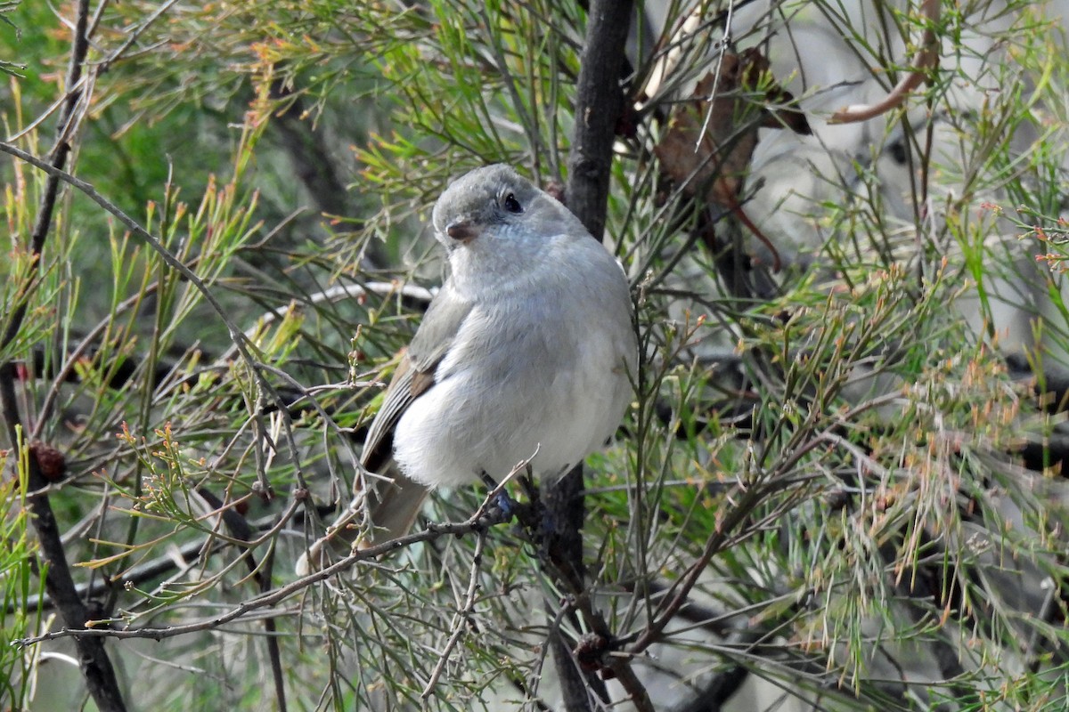 Golden Whistler (Eastern) - ML621460188