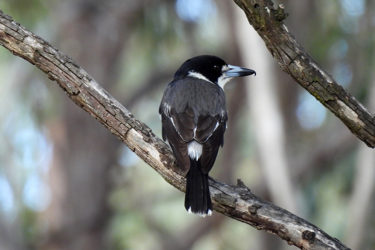 Gray Butcherbird - ML621460205