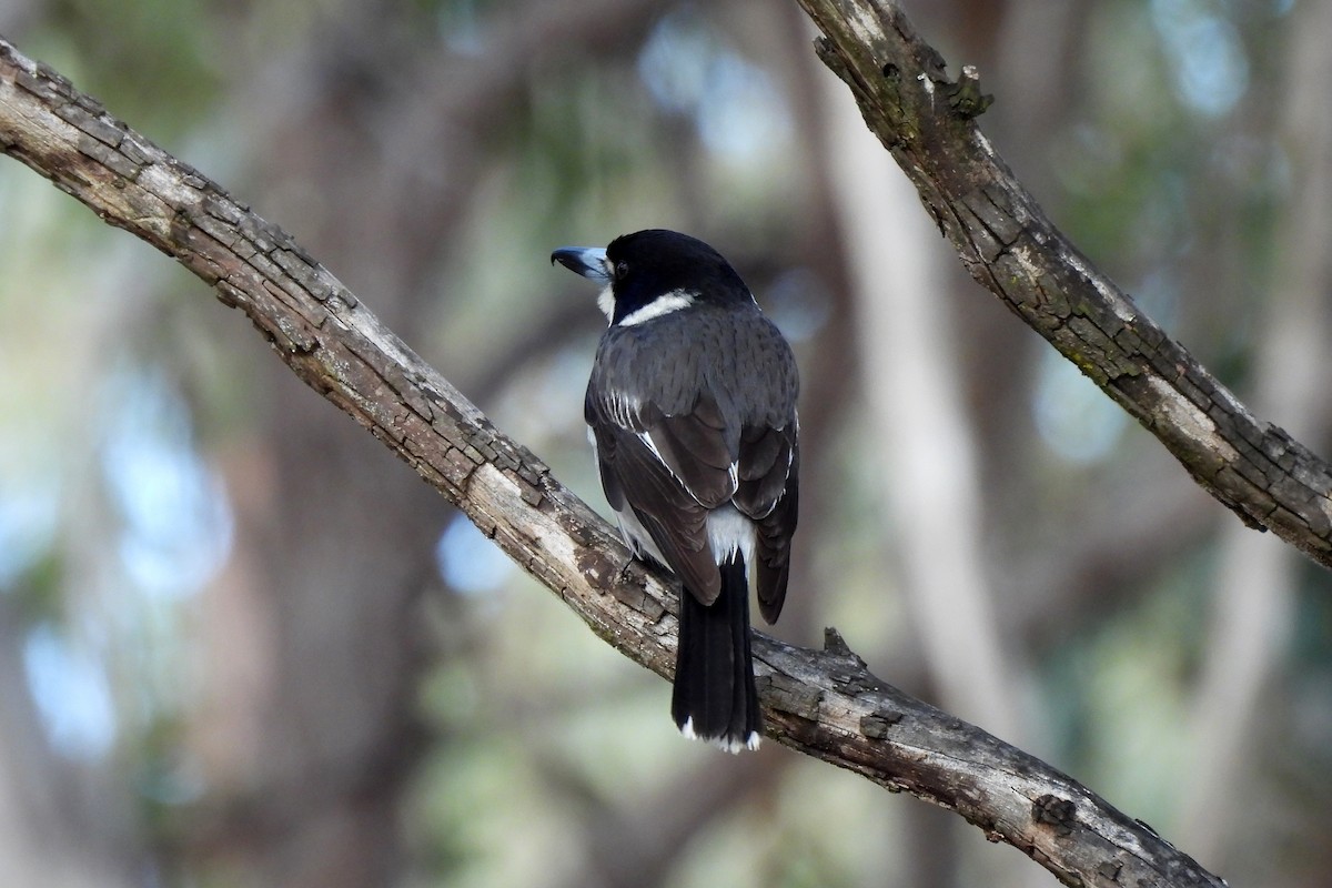Gray Butcherbird - ML621460206