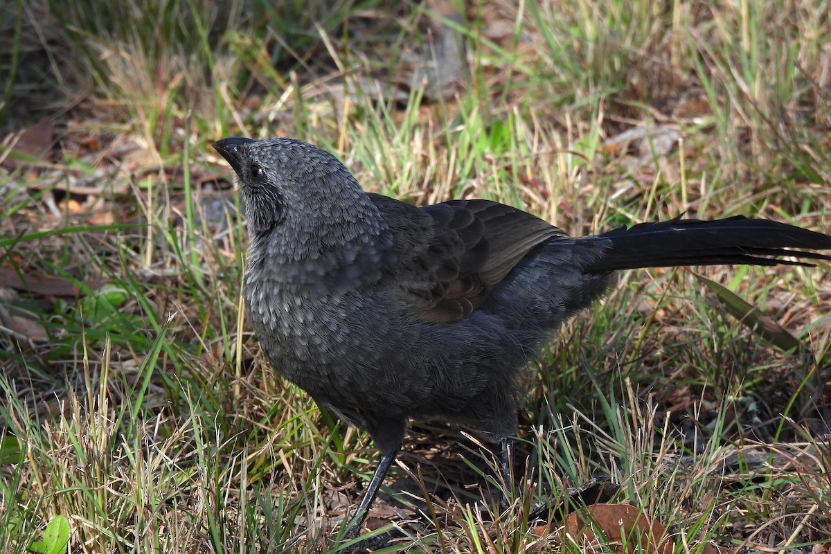 Apostlebird - ML621460212