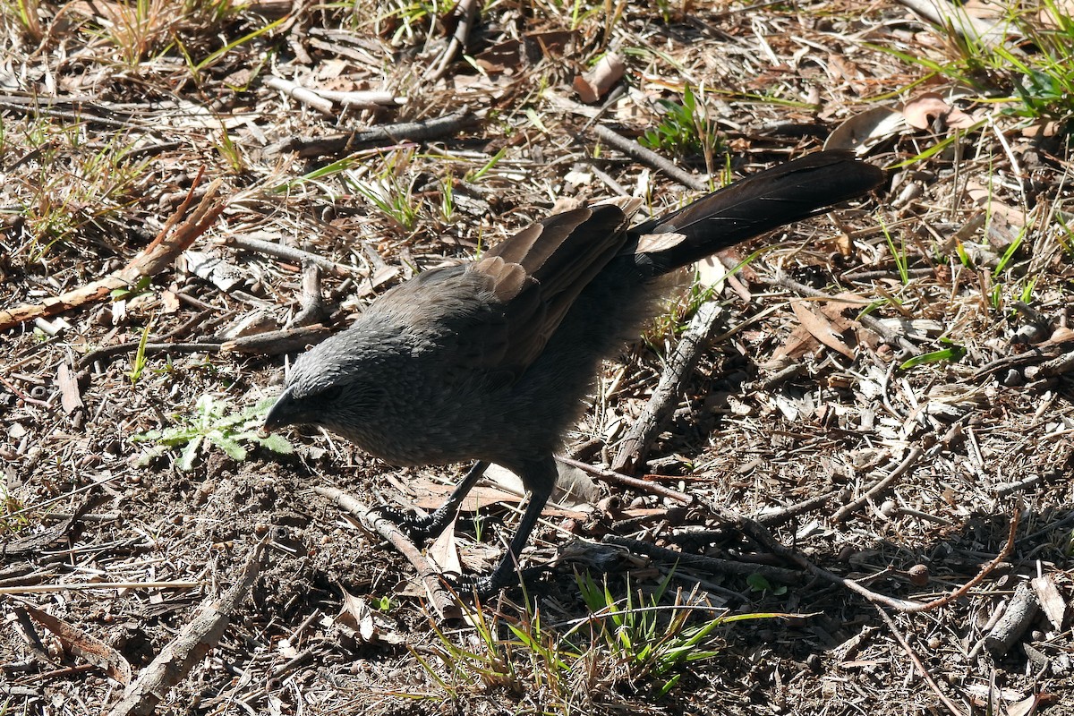 Apostlebird - ML621460213