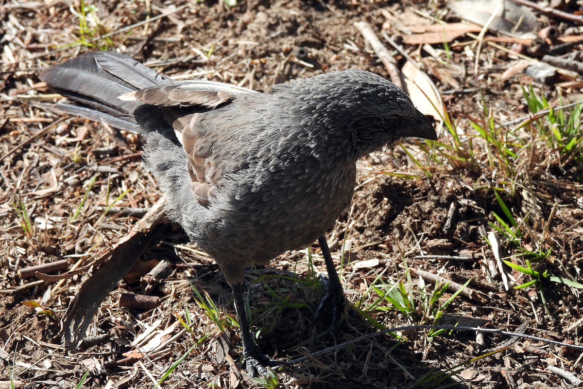 Apostlebird - ML621460214