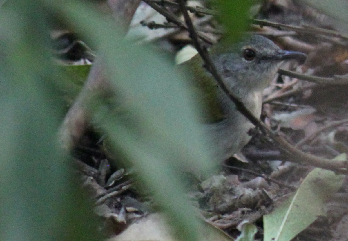 Green-backed Camaroptera - ML621460227