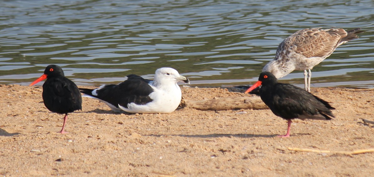 African Oystercatcher - ML621460229