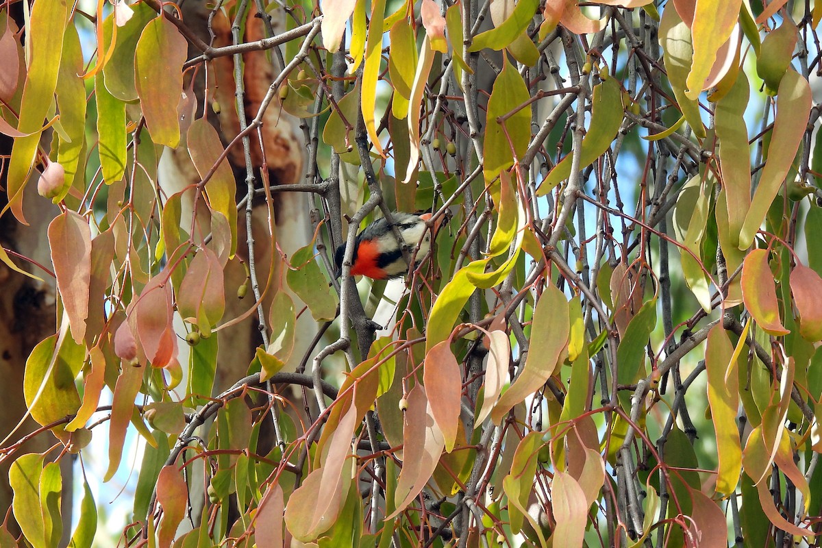 Mistletoebird - ML621460233