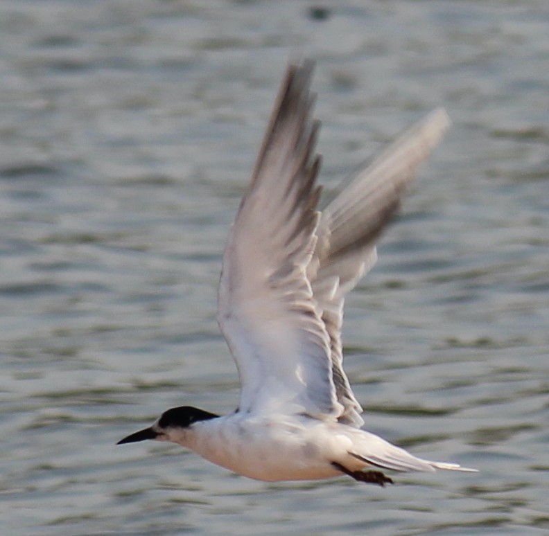 Common Tern - ML621460238