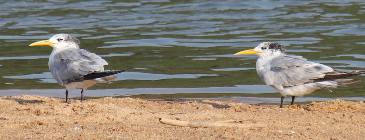 Great Crested Tern - ML621460239