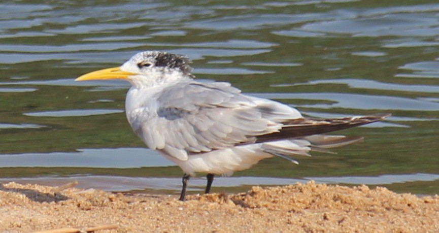 Great Crested Tern - ML621460241