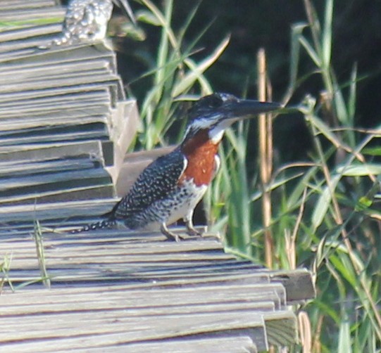 Giant Kingfisher - ML621460247