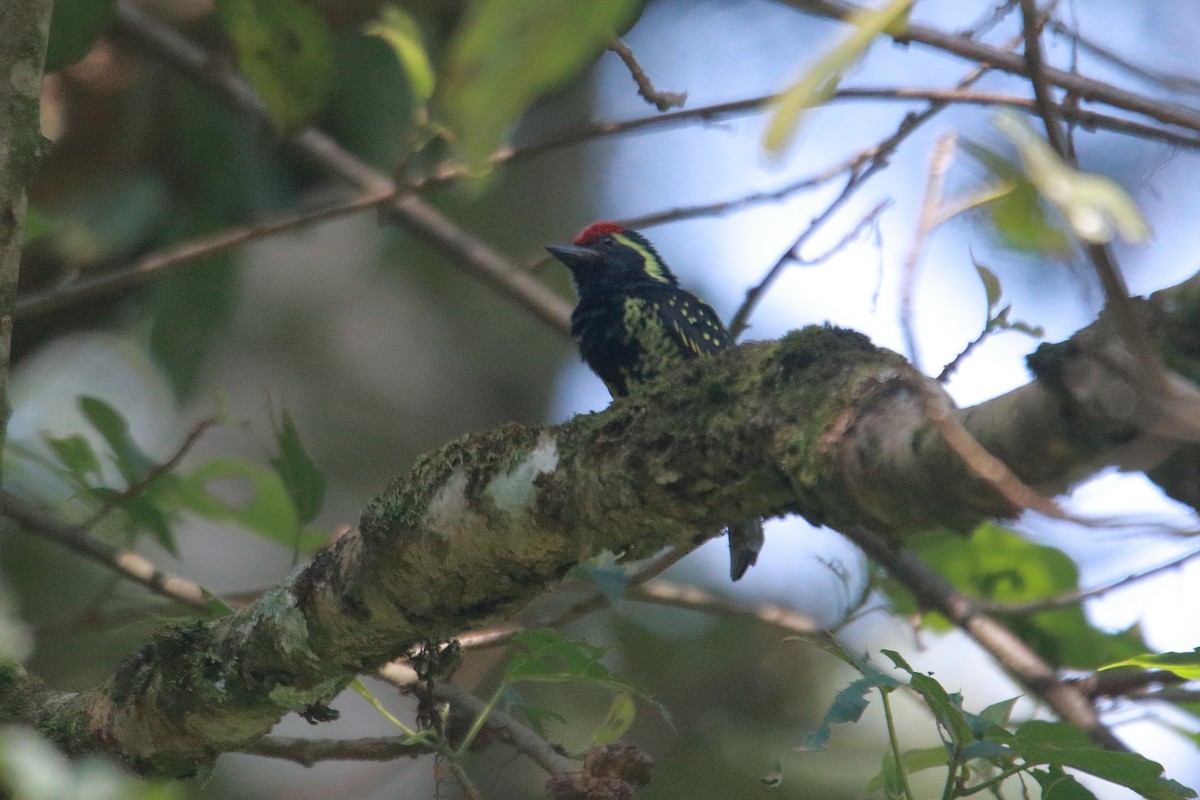 Yellow-spotted Barbet - ML621460381