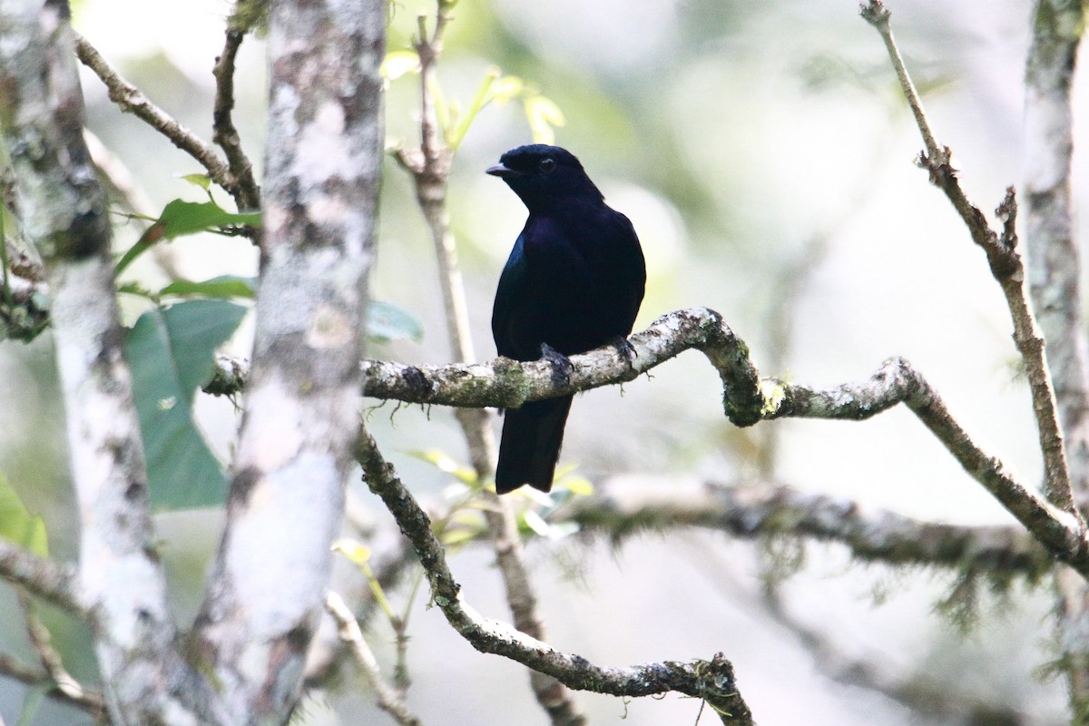 Purple-throated Cuckooshrike - ML621460384