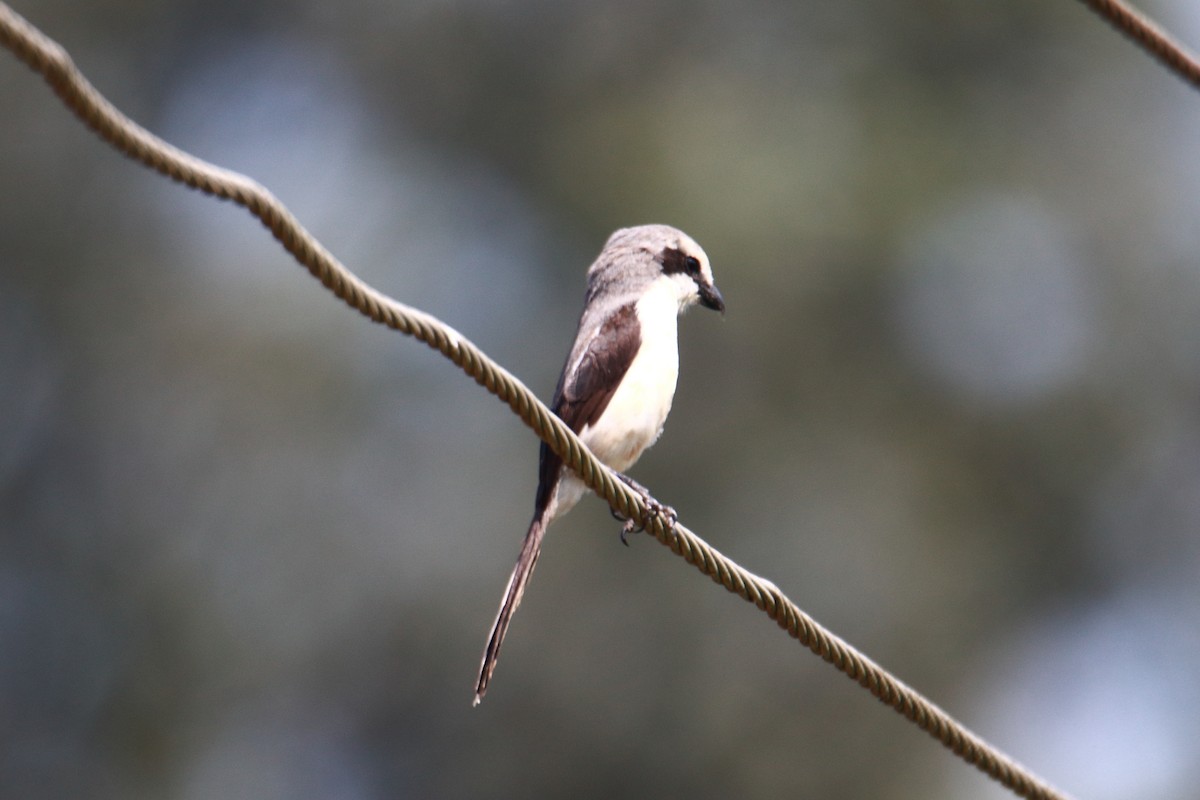 Mackinnon's Shrike - ML621460385