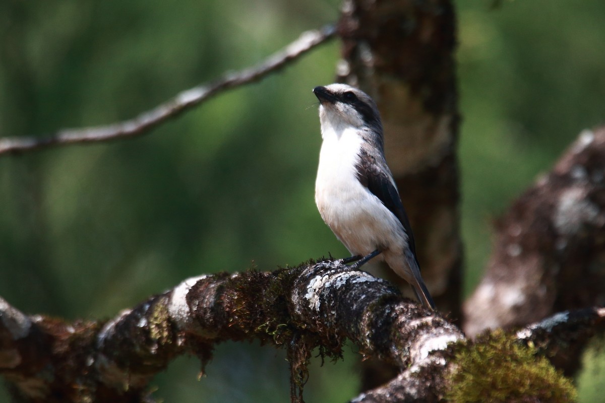 Mackinnon's Shrike - ML621460386