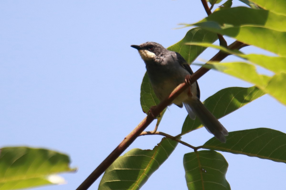 White-chinned Prinia - ML621460392