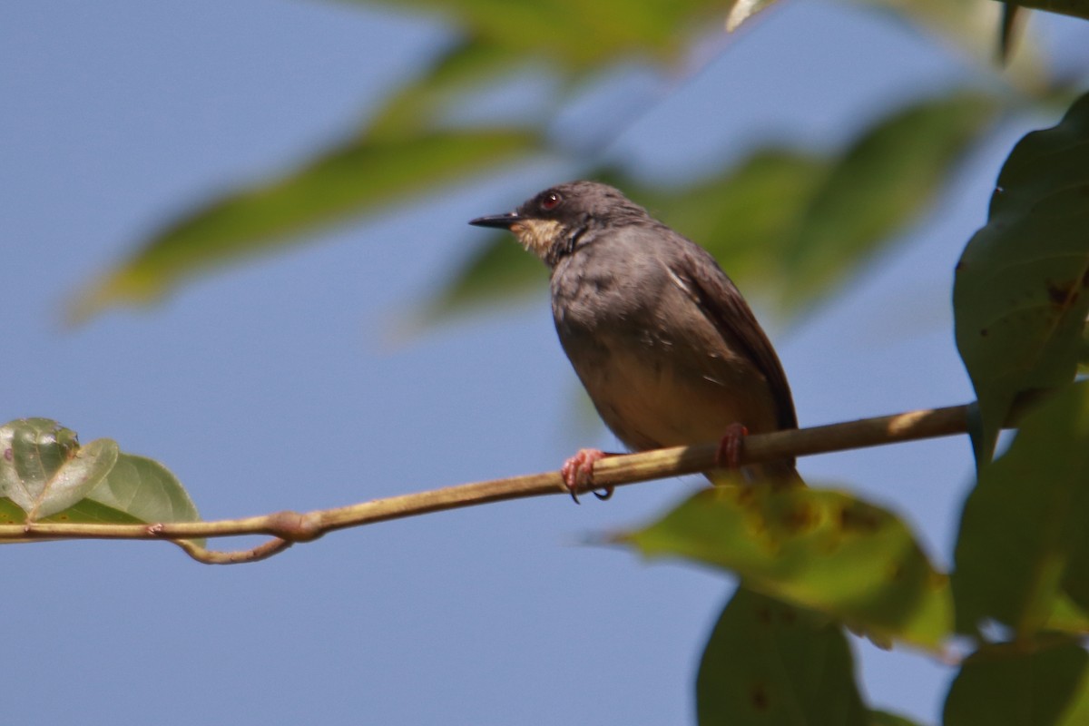 White-chinned Prinia - ML621460393