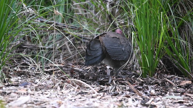 Australian Brushturkey - ML621460525