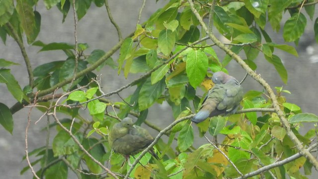 Pink-necked Green-Pigeon - ML621460527