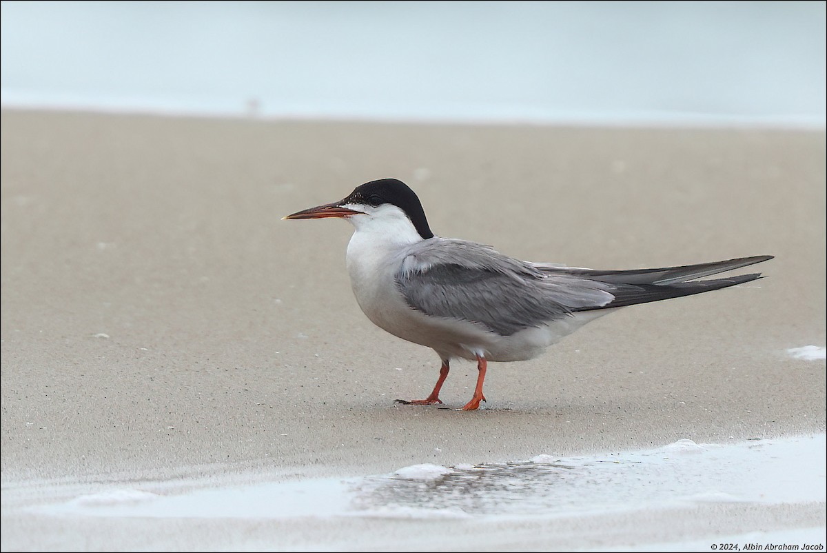 Common Tern - ML621460539