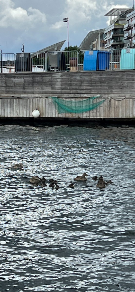 Common Eider - ML621460562