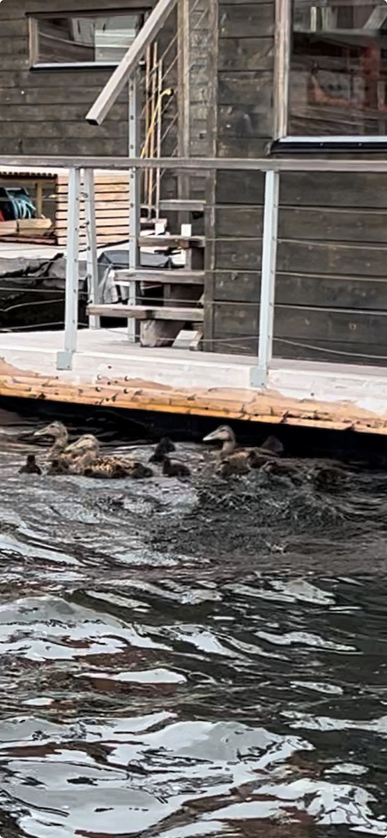 Common Eider - ML621460575