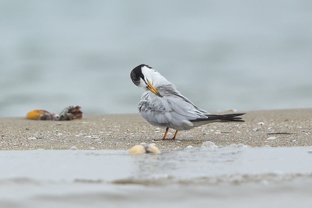 Little Tern - ML621460590