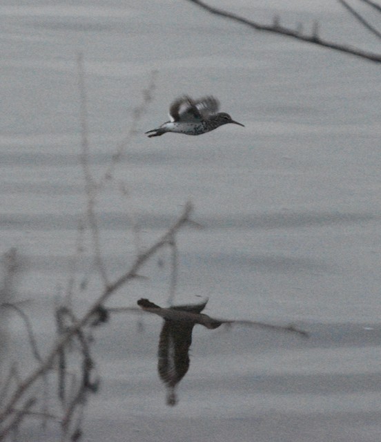 Spotted Sandpiper - ML621460608