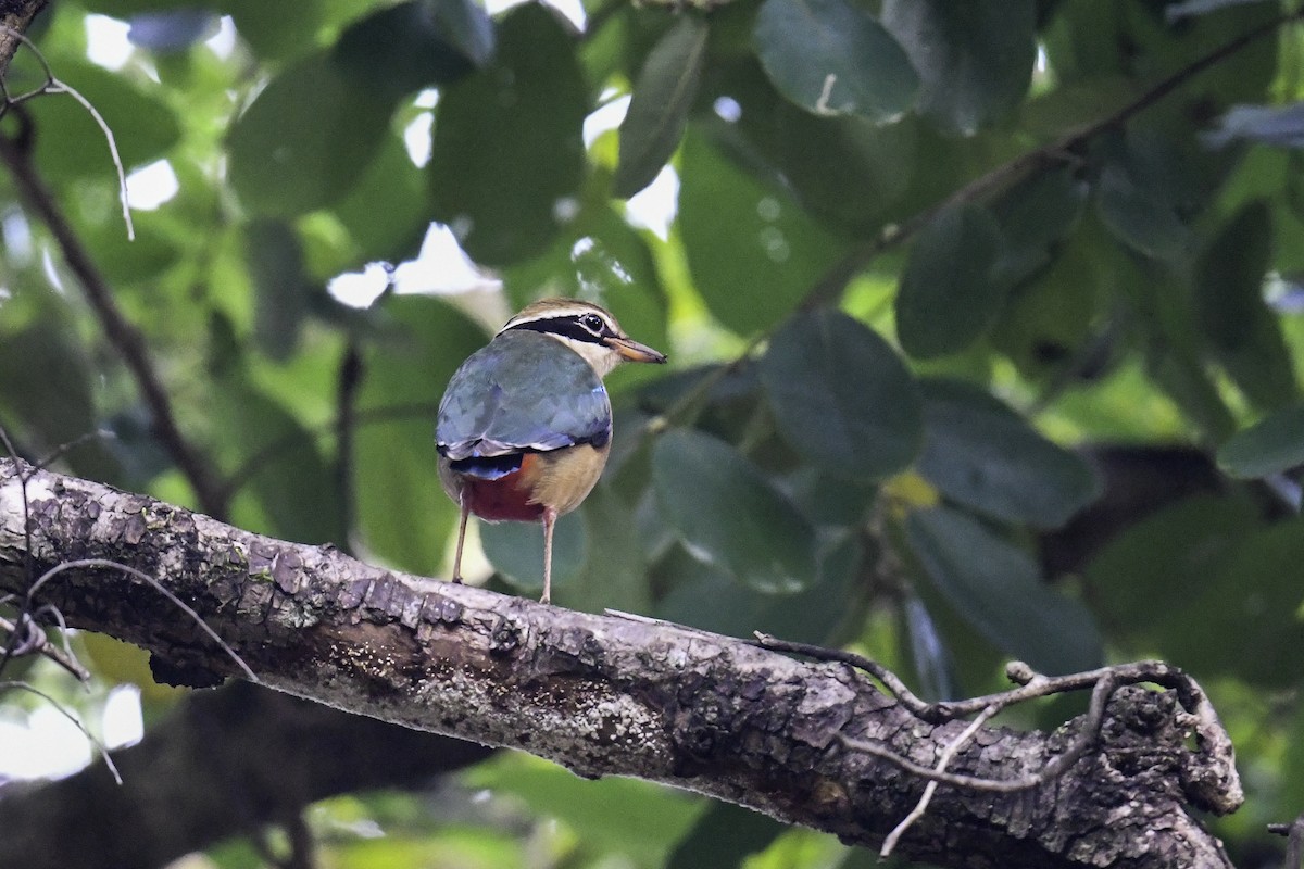 Indian Pitta - Maryse Neukomm