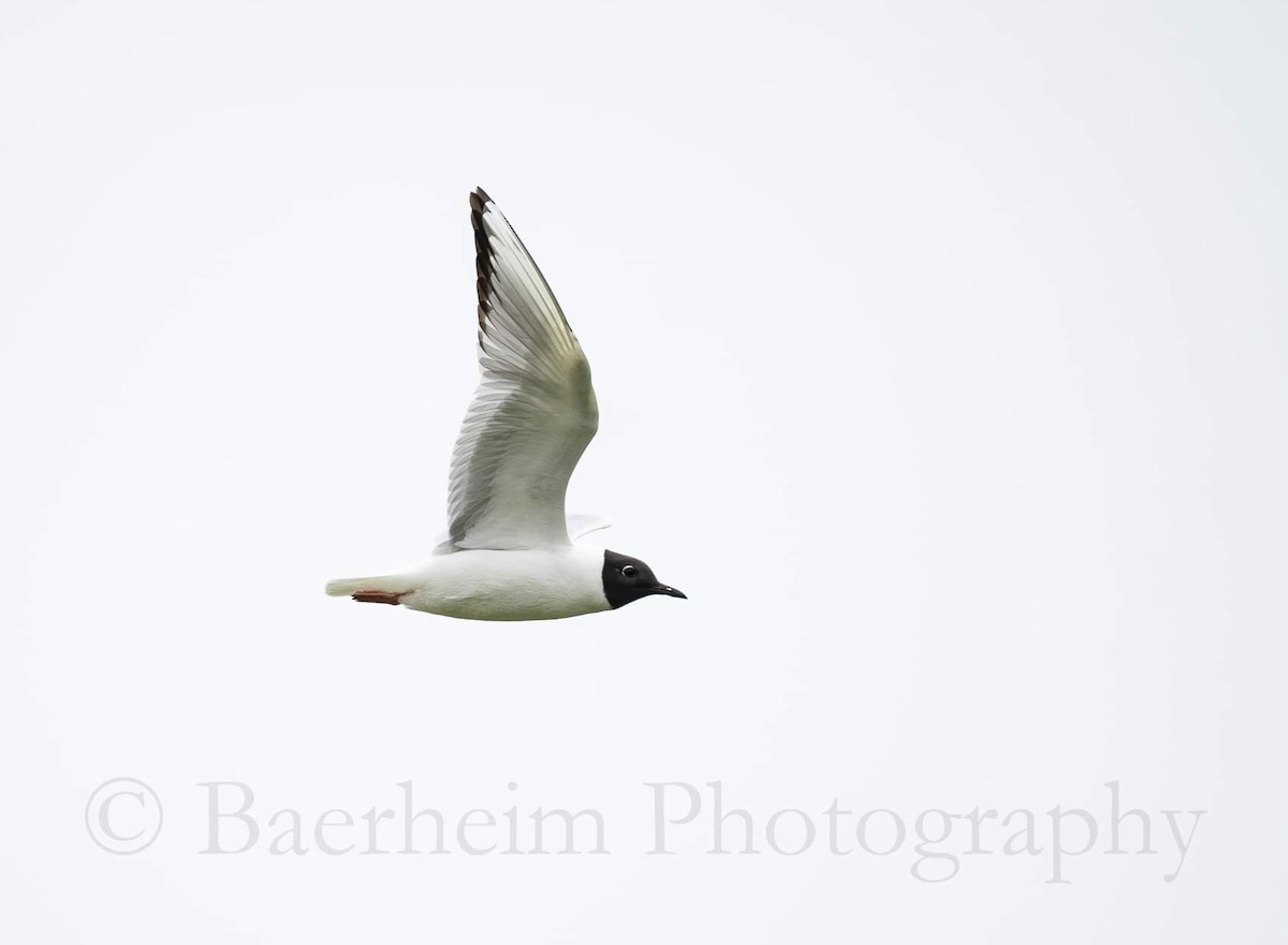 racek Bonapartův - ML621460654