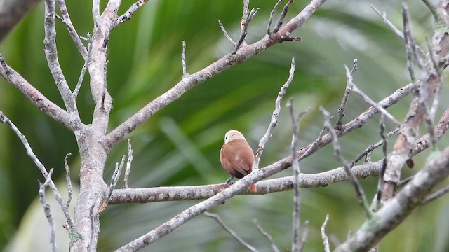 ヘキチョウ - ML621460664