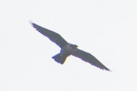 Эгэл шонхор - ML621460680