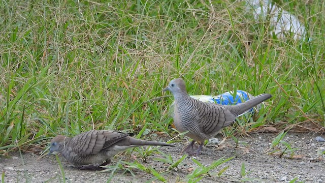 Zebra Dove - ML621460705