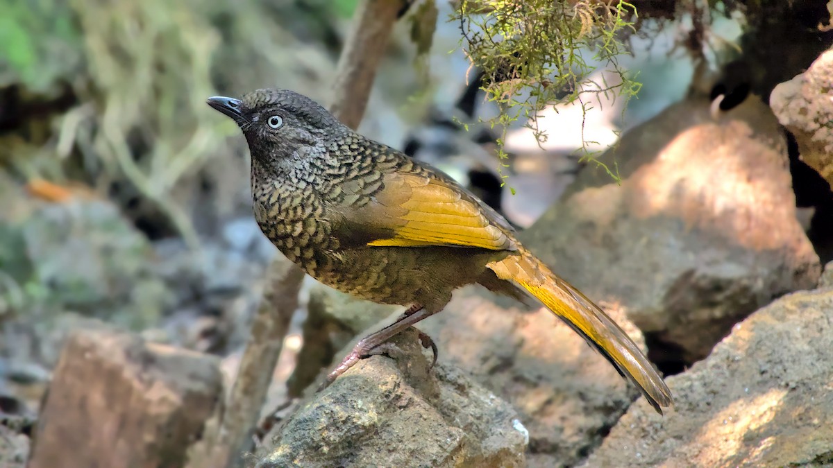 Scaly Laughingthrush - ML621460751