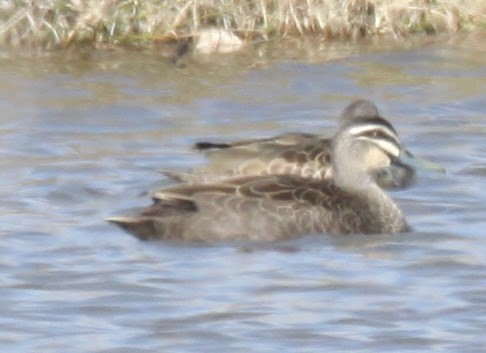 Pacific Black Duck - ML621460752