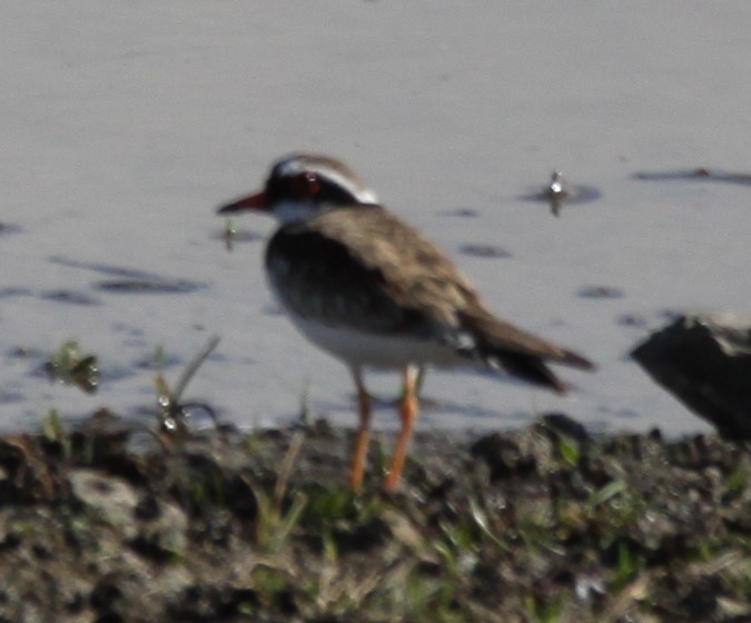 Black-fronted Dotterel - Richard Shirky